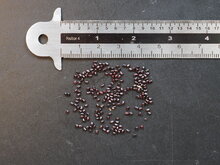 Saguaro-Kaktus (Carnegiea gigantea)