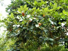 Samtapfel (Diospyros blancoi)