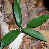 Alocasia (Alocasia beccarii)