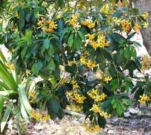 Australische Frangipani (Hymenosporum flavum)