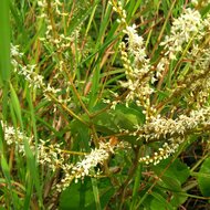 Kletternder Orchideenbaum (Lasiobema scandens)