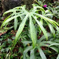Finger-Anthurium (Anthurium pedatoradiatum)