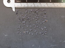 S&uuml;dafrikanischer Fingerhut (Ceratotheca triloba)