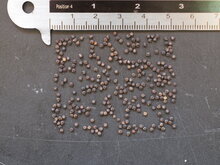 Afrikanische Spinnenblume (Cleome gynandra)