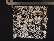 Quinoa (Chenopodium quinoa)