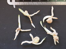 Sumpfklivia (Clivia robusta)