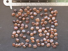 Schneckenblume (Cochliasanthus caracalla)