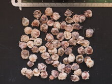 Kanonenballbaum (Couroupita guianensis)