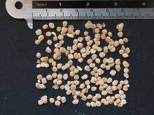 Baumtomate (Cyphomandra betacea)