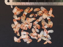 Schildkr&ouml;tenpflanze (Dioscorea elephantipes)