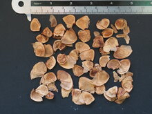 Gymealelie (Doryanthes excelsa)