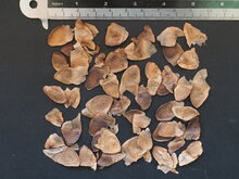 Riesenspeerblume (Doryanthes palmeri)