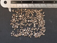 Stolz von Madeira (Echium fastuosum)