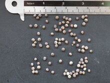 Kuhhorn-Euphorbie (Euphorbia grandicornis)