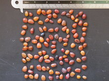 Johannisbrotbaum (Ceratonia siliqua)