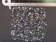 Papageienschnabel (Clianthus puniceus)