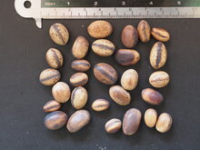 Decarys Flamboyant (Delonix decaryi)