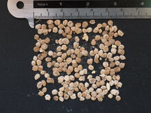 Gelbe Baumtomate (Cyphomandra betacea &#039;yellow&#039;)