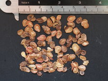 Persischer Teppichblume (Edithcolea grandis)