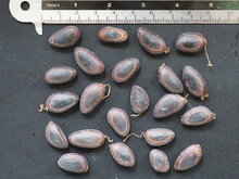 Ohrenfruchtbaum (Enterolobium cyclocarpum)