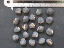 Schneebanane (Ensete glaucum)