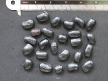 Korallenstrauch (Erythrina arborescens)