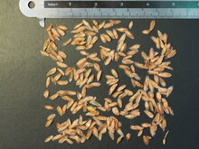 Ocotillo (Fouquieria splendens)