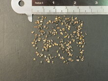 Porters Sonnenblume (Helianthus porteri)