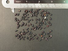 Gelbe Pitahaya (Hylocereus megalanthus)