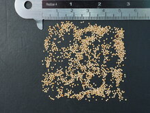 Elefantenohr-Feige (Ficus auriculata)