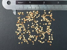 Ananasguave (Feijoa sellowiana)