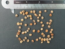 Gelbe Gloriosa (Gloriosa lutea)