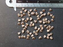 Roselle (Hibiscus sabdariffa)