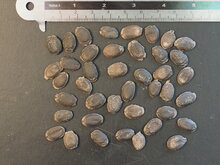 Schwammk&uuml;rbis (Luffa cylindrica)