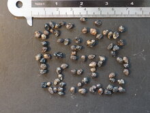 Wandelr&ouml;schen (Lantana camara)