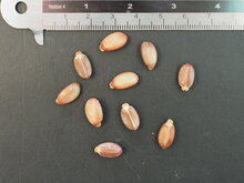 Flaschenpflanze (Jatropha podagrica)