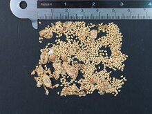 Riesen-Elefantenohr (Leucocasia gigantea &#039;Thailand Giant&#039;)