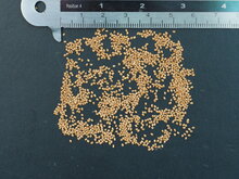 Karamellbeere (Leycesteria formosa)