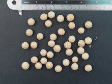 Vanuatu-F&auml;cherpalme (Licuala grandis)