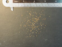 Kanarische Fingerhutpflanze (Isoplexis canariensis)