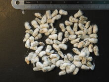 Levante Baumwolle (Gossypium herbaceum)