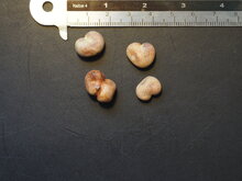 Fony-Baobab (Adansonia rubrostipa)