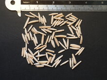 W&uuml;stenrose (Adenium obesum)