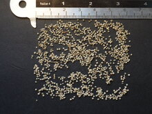 Chenillepflanze (Acalypha hispida)