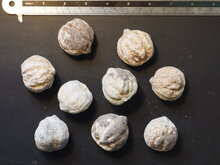 Kemirin&uuml;sse (Aleurites moluccana)