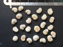 Madagaskar Affenbrotbaum (Adansonia madagascariensis)