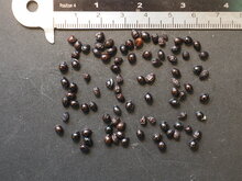 Gro&szlig;e Honigblume (Melianthus major)