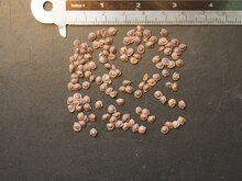 Echte Mimose (Mimosa pudica)