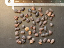 Bananenstrauch (Magnolia figo)