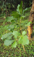 Kumbhi-Baum (Careya arborea)